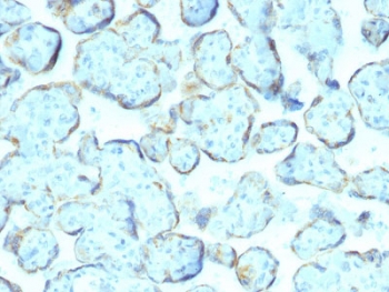 IHC staining of FFPE human placenta with SOD1 antibody (clone SOD1/2089). Required HIER: steam section in pH6 citrate buffer for 20 min and allow to cool prior to staining.~