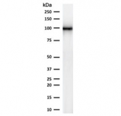 Western blot testing of human kidney lysate with CD10 antibody (clone CDLA10-1). Routinely visualized at ~100 kDa. 
