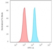 FACS testing of human HeLa cells with Ki67 antibody (blue, clone PMKI67-1) and isotype control (red). Cells were trypsinized and 2-4% PFA-fixed prior to staining. 