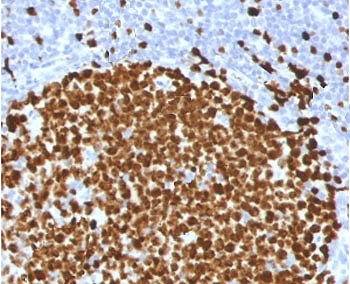 IHC testing of FFPE human tonsil stained with Ki67 antibody (clone PMKI67-1). Required HIER: boiling tissue sections in pH 9 10mM Tris with 1mM EDTA for 10-20 min followed by cooling at RT for 20 min.~