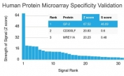 Analysis of HuProt(TM) microarray containing more than 19,000 full-length human proteins using GP2 antibody (clone GP2/1803). These results demonstrate the foremost specificity of the GP2/1803 mAb. Z- and S- score: The Z-score represents the strength of a signal that an antibody (in combination with a fluorescently-tagged anti-IgG secondary Ab) produces when binding to a particular protein on the HuProt(TM) array. Z-scores are described in units of standard deviations (SD's) above the mean value of all signals generated on that array. If the targets on the HuProt(TM) are arranged in descending order of the Z-score, the S-score is the difference (also in units of SD's) between the Z-scores. The S-score therefore represents the relative target specificity of an Ab to its intended target.