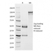 SDS-PAGE analysis of purified, BSA-free GP2 antibody (clone GP2/1803) as confirmation of integrity and purity.