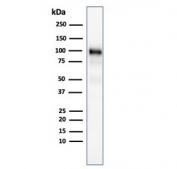 Western blot testing of human pancreas lysate with GP2 antibody (clone GP2/1805).