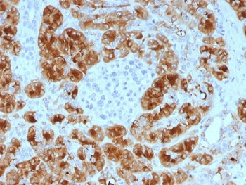 IHC testing of FFPE human pancreas with Glycoprotein 2 antibody (clone GP2/1805). HIER: boil tissue sections in pH 9 10mM Tris with 1mM EDTA for 10-20 min and allow to cool before testing.~