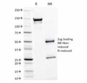 SDS-PAGE analysis of purified, BSA-free Glycoprotein 2 antibody (clone GP2/1805) as confirmation of integrity and purity.