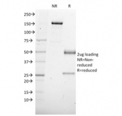 SDS-PAGE analysis of purified, BSA-free SOX4 antibody (clone SOX4/2540) as confirmation of integrity and purity.