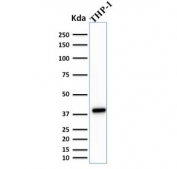 Western blot testing of human THP-1 cell lysate with PU.1 antibody (clone PU1/2146). Predicted molecular weight ~31 kDa but routinely observed at ~40 kDa.