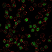 Immunofluorescent staining of PFA-fixed human Ramos cells with PU.1 antibody (green, clone PU1/2146) and Phalloidin (red).