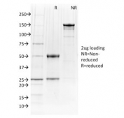 SDS-PAGE analysis of purified, BSA-free PU.1 antibody (clone PU1/2146) as confirmation of integrity and purity.