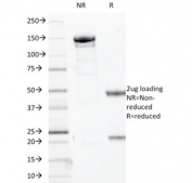 SDS-PAGE analysis of purified, BSA-free Myogenin antibody (clone MYOG/2660) as confirmation of integrity and purity.