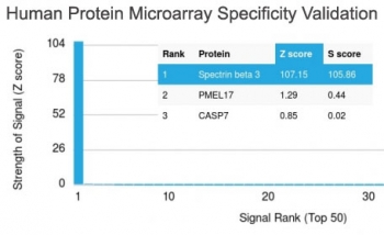 Analysis of HuProt(TM) microarray containing more than 19,000 full-length human proteins using Spectrin beta III antibody (clone SPTBN2/1778). These results demonstrate the foremost specificity of the SPTBN2/1778 mAb.<BR>Z- and S- score: The Z-score represents the strength of a signal that an antibody (in combination with a fluorescently-tagged anti-IgG secondary Ab) produces when binding to a particular protein on the HuProt(TM) array. Z-scores are described in units of standard deviations (SD's) above the mean value of all signals generated on that array. If the targets on the HuProt(TM) are arranged in descending order of the Z-score, the S-score is the difference (also in units of SD's) between the Z-scores. The S-score therefore represents the relative target specificity of an Ab to its intended target.