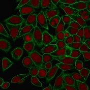 Immunofluorescent staining of MeOH fixed human HeLa cells with Spectrin beta III antibody (clone SPTBN2/1778, green) and Reddot nuclear stain (red).