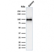 Western blot testing of human kidney lysate with CD10 antibody (clone MME/1892). Routinely visualized at ~100 kDa. 