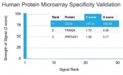 Analysis of HuProt(TM) microarray containing more than 19,000 full-length human proteins using CD10 antibody (clone MME/1892). These results demonstrate the foremost specificity of the MME/1892 mAb. Z- and S- score: The Z-score represents the strength of a signal that an antibody (in combination with a fluorescently-tagged anti-IgG secondary Ab) produces when binding to a particular protein on the HuProt(TM) array. Z-scores are described in units of standard deviations (SD's) above the mean value of all signals generated on that array. If the targets on the HuProt(TM) are arranged in descending order of the Z-score, the S-score is the difference (also in units of SD's) between the Z-scores. The S-score therefore represents the relative target specificity of an Ab to its intended target.