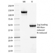 SDS-PAGE analysis of purified, BSA-free CD10 antibody (clone MME/1892) as confirmation of integrity and purity.