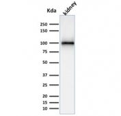 Western blot testing of human kidney lysate with CD10 antibody. Routinely visualized at ~100 kDa. 
