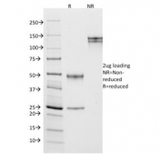 SDS-PAGE analysis of purified, BSA-free CD10 antibody (clone MME/1870) as confirmation of integrity and purity.