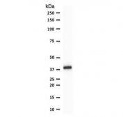 Western blot testing of human THP-1 cell lysate with PU.1 antibody (clone TFPU1-1). Predicted molecular weight ~31 kDa but routinely observed at ~40 kDa.