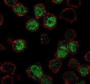 Immunofluorescent staining of PFA-fixed human Ramos cells with PU.1 antibody (green, clone TFPU1-1) and Phalloidin (red).