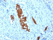 IHC staining of FFPE human tonsil with SPTA1 antibody (clone SPTA1/1810). Required HIER: boil tissue sections in pH6, 10mM citrate buffer, for 10-20 min followed by cooling at RT for 20 min.