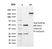 SDS-PAGE analysis of purified, BSA-free SPTA1 antibody (clone SPTA1/1810) as confirmation of integrity and purity.