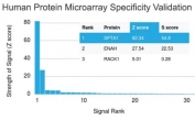 Analysis of HuProt(TM) microarray containing more than 19,000 full-length human proteins using Spectrin alpha 1 antibody (clone SPTA1/1832). These results demonstrate the foremost specificity of the SPTA1/1832 mAb. Z- and S- score: The Z-score represents the strength of a signal that an antibody (in combination with a fluorescently-tagged anti-IgG secondary Ab) produces when binding to a particular protein on the HuProt(TM) array. Z-scores are described in units of standard deviations (SD's) above the mean value of all signals generated on that array. If the targets on the HuProt(TM) are arranged in descending order of the Z-score, the S-score is the difference (also in units of SD's) between the Z-scores. The S-score therefore represents the relative target specificity of an Ab to its intended target.