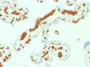 IHC staining of FFPE human placenta with Spectrin alpha 1 antibody (clone SPTA1/1832). Required HIER: boil tissue sections in pH6, 10mM citrate buffer, for 10-20 min followed by cooling at RT for 20 min.