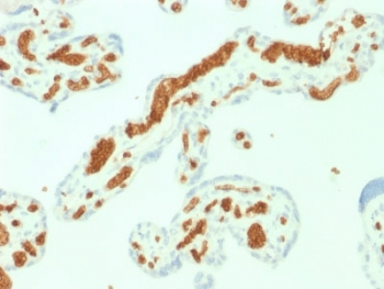 IHC staining of FFPE human placent