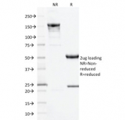 SDS-PAGE analysis of purified, BSA-free CD10 antibody (clone MME/1893) as confirmation of integrity and purity.