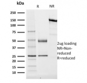 SDS-PAGE analysis of purified, BSA-free TCF4 antibody (clone TCF4/1705) as confirmation of integrity and purity.