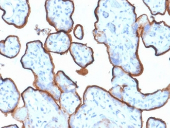 IHC testing of FFPE human placenta tissue with Transferrin Receptor antibody (clone TFRC/1839). Required HIER: boil tissue sections in 10mM Tris with 1mM EDTA, pH 9, for 10-20 min followed by cooling at RT for 20 min.~