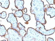 IHC testing of FFPE human placenta tissue with Transferrin Receptor antibody (clone TFRC/1839). Required HIER: boil tissue sections in 10mM Tris with 1mM EDTA, pH 9, for 10-20 min followed by cooling at RT for 20 min.
