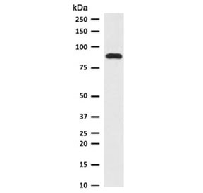 Western blot testing of human HeLa cell lysate with TLE1 antibody (clone TLEP1-1). Predicted molecular weight ~83 kDa.~