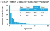 Analysis of HuProt(TM) microarray containing more than 19,000 full-length human proteins using NGF Receptor antibody (clone NGFR/1964). These results demonstrate the foremost specificity of the NGFR/1964 mAb.<br>Z- and S- score: The Z-score represents the strength of a signal that an antibody (in combination with a fluorescently-tagged anti-IgG secondary Ab) produces when binding to a particular protein on the HuProt(TM) array. Z-scores are described in units of standard deviations (SD's) above the mean value of all signals generated on that array. If the targets on the HuProt(TM) are arranged in descending order of the Z-score, the S-score is the difference (also in units of SD's) between the Z-scores. The S-score therefore represents the relative target specificity of an Ab to its intended target.