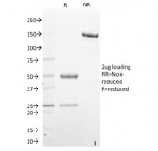 SDS-PAGE analysis of purified, BSA-free STAT6 antibody (clone STAT6/2410) as confirmation of integrity and purity.