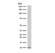 Western blot testing of human Raji cell lysate with Ubiquitin antibody (clone PBQN-1). Expected molecular weight ~9 kDa.