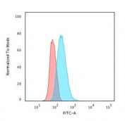 Flow cytometry testing of human U-2 OS cells with CD40 antibody (clone CDLA40-1); Red=isotype control, Blue= CD40 antibody.