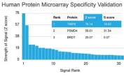 Analysis of HuProt(TM) microarray containing more than 19,000 full-length human proteins using TIMP2 antibody (clone TIMP2/2044). These results demonstrate the foremost specificity of the TIMP2/2044 mAb.<BR>Z- and S- score: The Z-score represents the strength of a signal that an antibody (in combination with a fluorescently-tagged anti-IgG secondary Ab) produces when binding to a particular protein on the HuProt(TM) array. Z-scores are described in units of standard deviations (SD's) above the mean value of all signals generated on that array. If the targets on the HuProt(TM) are arranged in descending order of the Z-score, the S-score is the difference (also in units of SD's) between the Z-scores. The S-score therefore represents the relative target specificity of an Ab to its intended target.