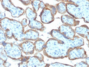 IHC testing of FFPE human placenta with TIMP2 antibody (clone TIMP2/2044). Required HIER: requires boil tissue sections in 10mM citrate buffer, pH 6, for 10-20 min followed by cooling at RT for 20 min.~