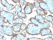 IHC testing of FFPE human placenta with TIMP2 antibody (clone TIMP2/2044). Required HIER: requires boil tissue sections in 10mM citrate buffer, pH 6, for 10-20 min followed by cooling at RT for 20 min.