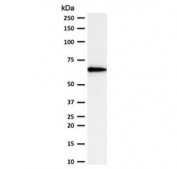 Western blot testing of human Ramos lysate with OCT-2 antibody (clone PD2F2-1). Expected molecular weight: isoforms from 43~62 kDa.