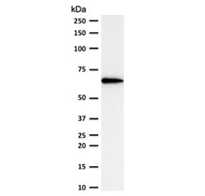 Western blot testing of human Ramos lysate with OCT-2 a