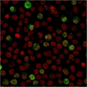 Immunofluorescent staining of PFA-fixed human Raji cells with BOB-1 antibody (green, clone BOB1/2424) and Reddot nuclear stain.