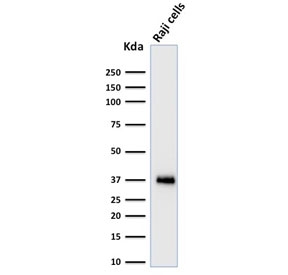 Western blot testing of human Raji cell lysate with BOB-1 antibody (clone BOB1/2424). Predicted molecular weight: ~28 kDa (unmodified), 35-40 kDa (ubiquitinated).