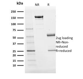 SDS-PAGE analysis of purified, BSA-free BOB-1 antibody (clone BOB1/2424) as confirmation of integrity and purity.