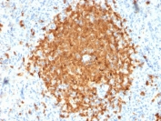 IHC testing of FFPE human spleen with BOB-1 antibody (clone BOB1/2424). HIER: boil tissue sections in pH 9 10mM Tris with 1mM EDTA for 10-20 min followed by cooling at RT for 20 min.