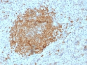 IHC testing of FFPE human spleen with BOB1 antibody (clone BOB1/2425). HIER: boil tissue sections in pH6, 10mM citrate buffer, for 10-20 min followed by cooling at RT for 20 min.