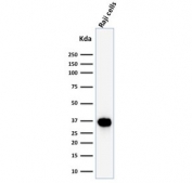 Western blot testing of human Raji cell lysate with BOB1 antibody (clone BOB1/2425). Predicted molecular weight: ~28 kDa (unmodified), 35-40 kDa (ubiquitinated).