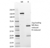 SDS-PAGE analysis of purified, BSA-free BOB1 antibody (clone BOB1/2425) as confirmation of integrity and purity.