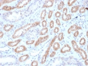 IHC testing of FFPE human kidney with Renalase antibody (clone RNLS/1940). HIER: boil tissue sections in pH6, 10mM citrate buffer, for 10-20 min followed by cooling at RT for 20 min.